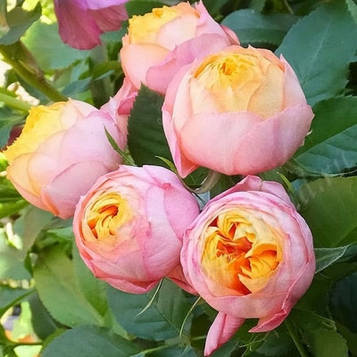 Троянда бордюрна Бейбі романік