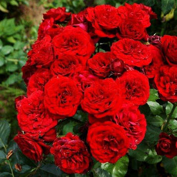 Троянда бордюрна Лава Глоут