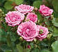 Троянда мініатюрна Лавендер Джевел, фото 2