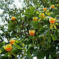 Ліріодендрон (тюльпанове дерево) 3х літній, фото 4
