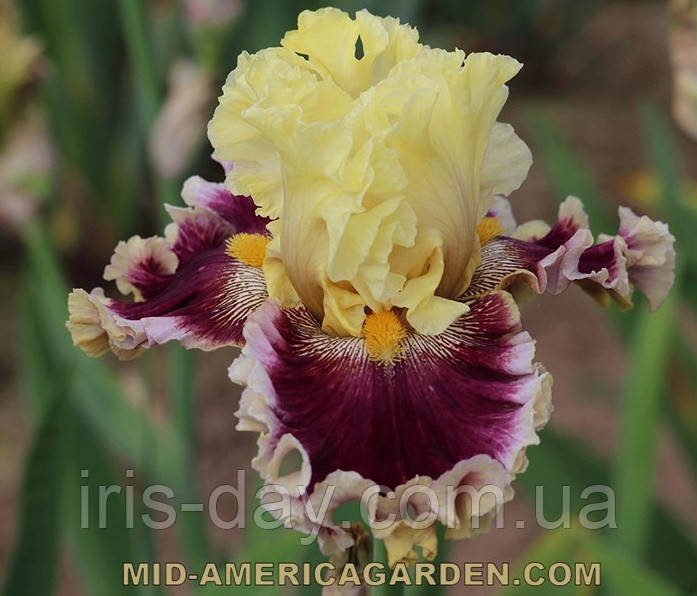 Ірис Dressed To The Nines (Johnson 2019) (сажінки), фото 1