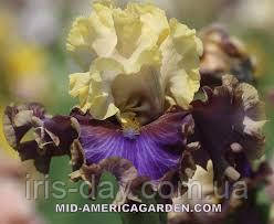 Ірис Foreign Agent Форейн Егент (Keppel 2016) (сажінки), фото 1