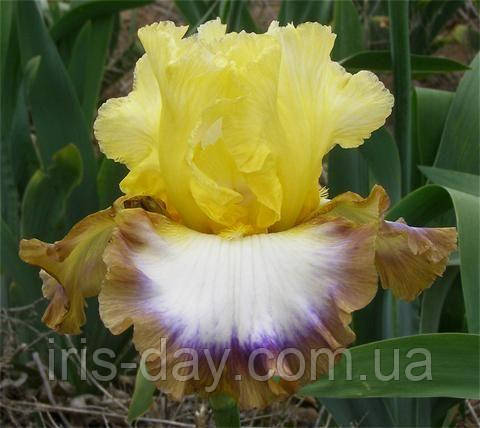 Ірис Framed Фрамід (Sutton 2017) (сажінки), фото 1