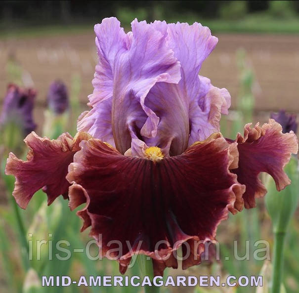 Ірис Gem Trader Гем Трейдер (Blyth 2019) (сажінки), фото 1