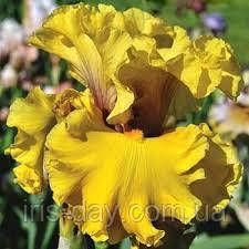 Ірис Gathering Gold Гезерінг Голд (Blyth 2014) (сажінки), фото 1