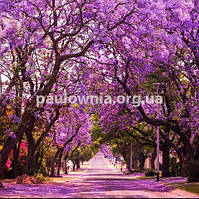 Paulownia Garden, саджанці Павловнії для озеленення та ланшафтного дизайну