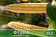 Цукрова кукурудза Фіона (Солодка Мрія) F 1, 1000 насінин на 1.5 сотки, ранньостиглий (69-71 днів), Sh2-тип, фото 3