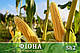 Насіння цукрової кукурудзи Фіона (Солодка Мрія) F 1, 20 000 на 30 соток, ранньостиглий (69-71 днів), Sh2-тип, фото 2