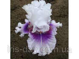 Ірис Horske Oko Хорсці Око (Mego 2016) (сажінок), фото 1