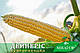 Цукрова кукурудза Дейнеріс (Барселона) F1, Sh2-тип, 1000 насінин на 1.5 сотки, 65-68 днів, ультраранній, фото 2