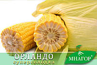 Цукрова кукурудза ОрландоF1, Sh2-тип, 4000 насінин на 6 соток, 78-80 днів