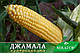 Цукрова кукурудза Джамала F1, Sh2-тип, 4000 насінин на 6 соток, 73-75 днів, фото 3