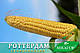 Кукурудза Роттердам F1, Sh2-тип, 20 000 насінин, 66-69 днів, новинка, фото 2