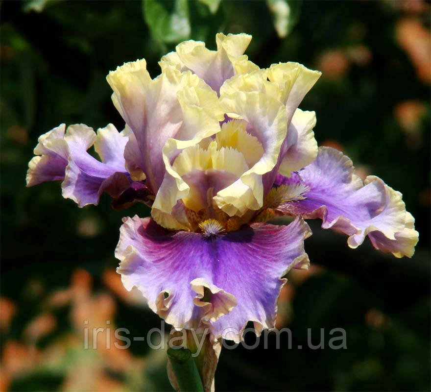 Ірис I'm All Shook Up Айм Олл Шок Ап (Black 2013) (сажниці), фото 1