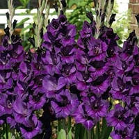 Цибулини гладіолусів Purple flora