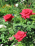 Троянда Sophia Loren ® (Софія Лорен), фото 2