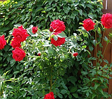 Троянда Sophia Loren ® (Софія Лорен), фото 4