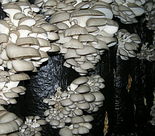 Грибні блоки гливи