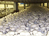Засіяний брикет білої печериці (печериць) без покривного грунту 60х40 Amycel, фото 4