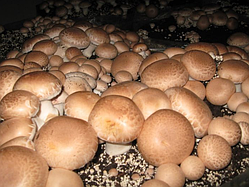 Засіяний брикет коричневих печериць (шампіньйона ) без покривного ґрунту 60x40