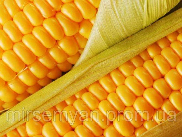 Кукурудза "МОС 182" (зернова), 2кг. WoS, фото 1