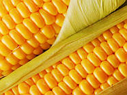 Кукурудза "МОС 182" (зернова), 2кг. WoS