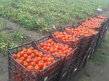 Солероссо F1 насіння томата 1000 шт Nunhems Голландія, фото 4