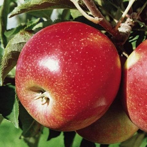 Саджанці яблуні зимового "Канзи" 2-х літні