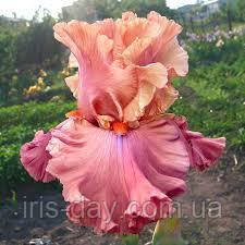 Ірис Love Actually Лав Актуелі (Blyth 2005) (сажінки), фото 1