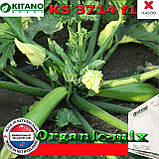 Кабачок високопродуктивний ультра-ранній Yazuma F1 / Язума F1 (KS 3714) , 250 насінин, ТМ Kitano Seeds, фото 3