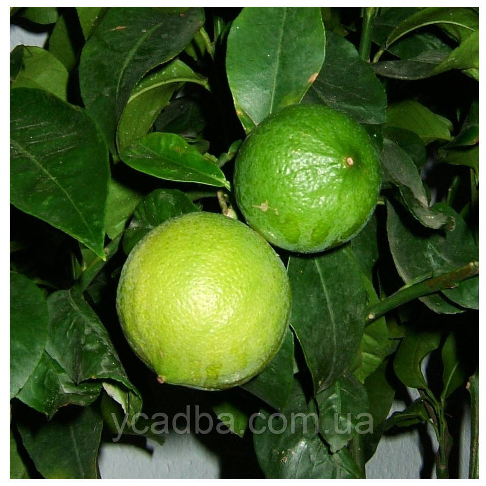 Бергамот кімнатний Фантастика (1 рік), фото 1