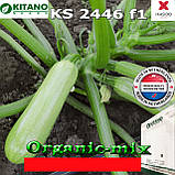 Кабачок пластичний ранній Yoki F1 / Йокі F1 (KS 2446 F1), 1000 насінин, ТМ Kitano Seeds, фото 2