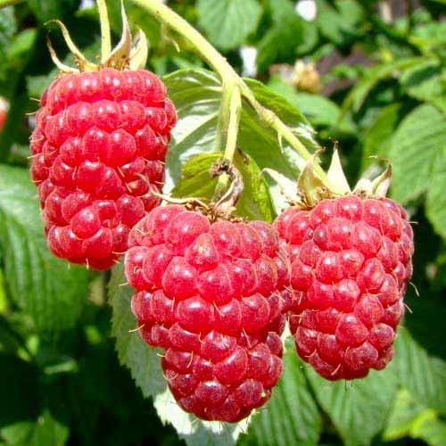 Саджанці ремонтантної малини Геракл - ароматна, урожайна, невибаглива, фото 1