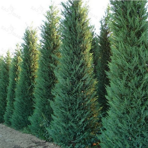 Саджанці купрессоципариса Лейланда (Cupressocyparis leylandii)