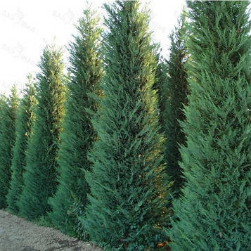 Саджанці купрессоципариса Лейланда (Cupressocyparis leylandii)