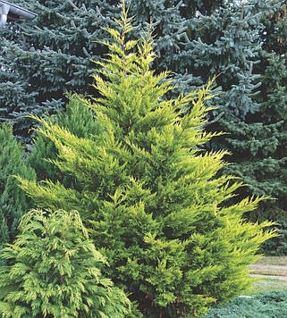 Саджанці купрессоципариса Лейланда Кастевеллан Голд (Cupressocyparis leylandii Castlewellan Gold)