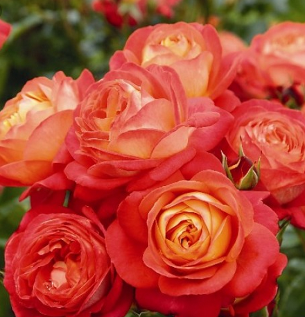 Роза Midsummer (Мидсаммэр) штамб 90-100: продажа, цена в