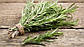 Пряно-смакові рослини, Розмарин, 1 г (Leda Agro), фото 4