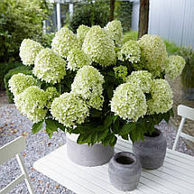 Гортензія волотиста Літл Спукі / С3 / Hydrangea Little Spooky, фото 3