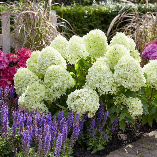 Гортензія волотиста Літл Спукі / С3 / Hydrangea Little Spooky