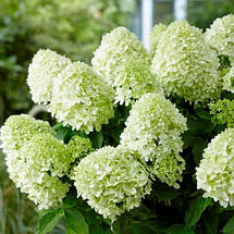 Гортензія волотиста Літл Спукі / С3 / Hydrangea Little Spooky, фото 4