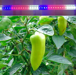 Фітолампа для вирощування розсади овочів 60 см 9 Вт Т8 48D червоний-синій-білий спектр