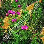 Шпалерна сітка для квітів біла комірка 125x125 мм щільність 8.5 г/м2 ширина 1 м на метраж Intermas Іспанія, фото 5