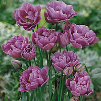 Тюльпан Lilac Perfection мультифлора цибулина (1 шт.)