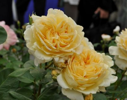 Троянда Bella di Todi (Белла ді Тоді)