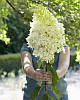 Гортензія волотиста Скайфолл / С5 / Hydrangea Skyfall, фото 3