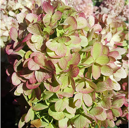 Гортензія волотиста Графіті / Hydrangea Graffiti / С10, фото 2