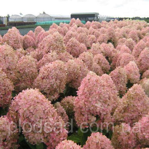 Гортензія волотиста (Hydrangea paniculata Magical Sweet Summer)