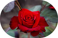 Чайно-гібридні троянди