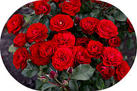 Троянди флорибунда